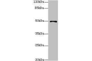 Western blot All lanes: EIF3Fantibody at 4. (EIF3F Antikörper  (AA 88-357))