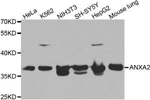 Western blot analysis of extracts of various cell lines, using ANXA2 antibody (ABIN5970753) at 1/1000 dilution. (Annexin A2 Antikörper)