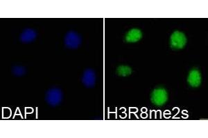 Immunofluorescence analysis of 293T cell using H3R8me2s antibody. (Histone 3 Antikörper  (H3R8me2s))
