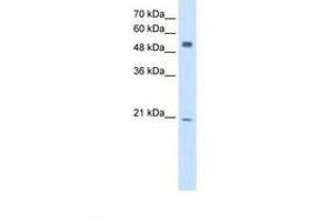 Image no. 1 for anti-B Lymphoid Tyrosine Kinase (BLK) (AA 301-350) antibody (ABIN321027) (BLK Antikörper  (AA 301-350))