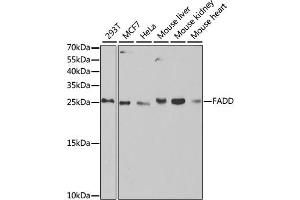 Western blot analysis of extracts of various cell lines, using FADD antibody (ABIN2562524) at 1:1000 dilution.
