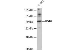 Western blot analysis of extracts of K-562 cells, using UGT8 antibody (ABIN7271196) at 1:1000 dilution. (UGT8 Antikörper  (AA 380-460))