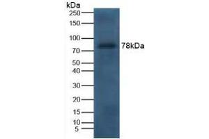 Detection of LTF in Canine Serum using Polyclonal Antibody to Lactoferrin (LTF) (Lactoferrin Antikörper  (AA 28-351))