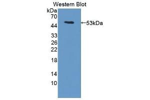 Western Blotting (WB) image for anti-Leucine-Rich alpha-2 Glycoprotein 1 (LRG1) (AA 136-342) antibody (ABIN1859698)