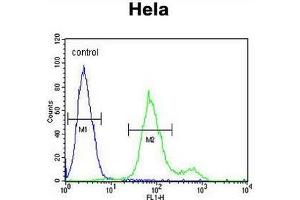 SUMF1 Antibody (C-Term) flow cytometric analysis of Hela cells (right histogram) compared to a negative control cell (left histogram). (SUMF1 Antikörper  (C-Term))