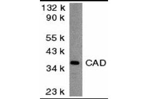 Western Blotting (WB) image for anti-Carbamoyl-Phosphate Synthetase 2, Aspartate Transcarbamylase, and Dihydroorotase (CAD) (Middle Region) antibody (ABIN1030894) (CAD Antikörper  (Middle Region))