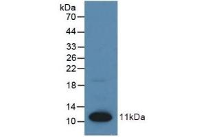 Detection of Recombinant S100, Human using Polyclonal Antibody to S100 Calcium Binding Protein (S100) (S100 Protein (S100) (AA 1-94) Antikörper)