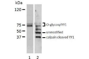Western blot analysis of total cell lysate (200 µg) from serum stimulated bovine endothelial cells (lane 1) and HeLa cells (lane 2) probed with chicken anti-human YY1 antibody. (YY1 Antikörper  (full length))