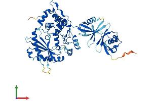 Protein Structure (PS) image for 2'-5'-Oligoadenylate Synthetase-Like (OASL) (AA 1-511) protein (His tag) (ABIN7559954)