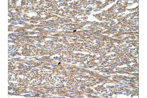 Image no. 1 for anti-Cytochrome C Oxidase Subunit IV Isoform 1 (COX4I1) (N-Term) antibody (ABIN203371) (COX IV Antikörper  (N-Term))