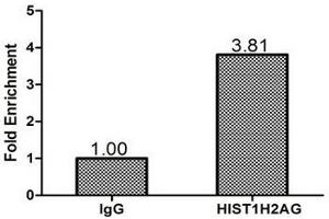 Chromatin Immunoprecipitation Hela(1. (HIST1H2AG Antikörper  (AA 2-130))