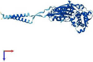 ENTPD8 Protein (AA 1-495) (His tag)