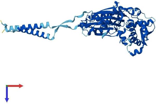 ENTPD8 Protein (AA 1-495) (His tag)
