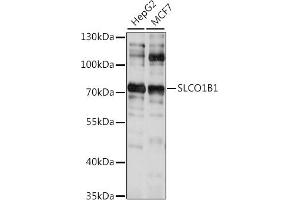 Western blot analysis of extracts of various cell lines, using SLCO1B1 antibody (ABIN7270488) at 1:1000 dilution.