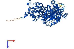 HACL1 Protein (AA 1-578) (His tag)