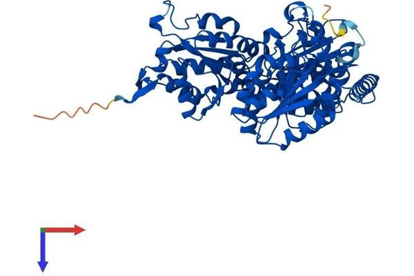 HACL1 Protein (AA 1-578) (His tag)