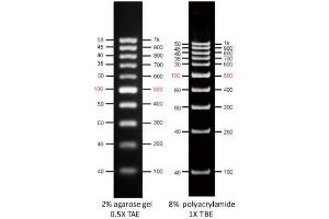 Image no. 1 for AccuBand™ 100 bp DNA Ladder II (ABIN5662590) (AccuBand™ 100 bp DNA Ladder II)