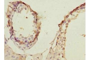 Immunohistochemistry of paraffin-embedded human testis tissue using ABIN7168158 at dilution of 1:100