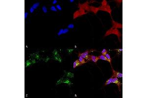 Immunocytochemistry/Immunofluorescence analysis using Mouse Anti-GABA-A Receptor Beta 3 Monoclonal Antibody, Clone N87/25 (ABIN2483478).