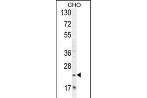 RILPL2 Antibody (Center) (ABIN654981 and ABIN2844621) western blot analysis in CHO cell line lysates (35 μg/lane). (RILPL2 Antikörper  (AA 120-149))