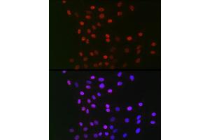 Immunofluorescence (IF) image for anti-G Protein Pathway Suppressor 1 (GPS1) (AA 258-527) antibody (ABIN6141361)