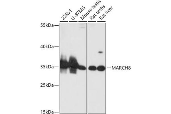 MARCH8 Antikörper  (AA 232-291)