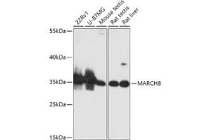 Western blot analysis of extracts of various cell lines, using M antibody (ABIN6133222, ABIN6143551, ABIN6143552 and ABIN6216789) at 1:1000 dilution. (MARCH8 Antikörper  (AA 232-291))