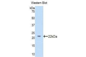 Western Blotting (WB) image for anti-Lanosterol Synthase (2,3-Oxidosqualene-Lanosterol Cyclase) (LSS) (AA 388-549) antibody (ABIN1860102) (LSS Antikörper  (AA 388-549))