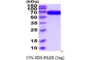 SDS-PAGE (SDS) image for UDP-GlcNAc:BetaGal beta-1,3-N-Acetylglucosaminyltransferase 2 (B3GNT2) (AA 29-397) protein (His tag) (ABIN6387853) (B3GNT2 Protein (AA 29-397) (His tag))