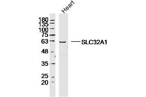 Mouse heart lysates probed with SLC32A1 Polyclonal Antibody, Unconjugated  at 1:300 dilution and 4˚C overnight incubation. (SLC32A1 Antikörper  (AA 351-450))