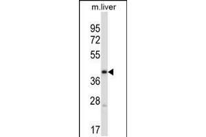 Western blot analysis in mouse liver tissue lysates (35ug/lane). (PDK3 Antikörper  (C-Term))