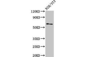 Western Blot Positive WB detected in: NIH/3T3 whole cell lysate All lanes: RELB antibody at 3 μg/mL Secondary Goat polyclonal to rabbit IgG at 1/50000 dilution Predicted band size: 63, 62, 15 kDa Observed band size: 63 kDa (RELB Antikörper  (AA 400-579))