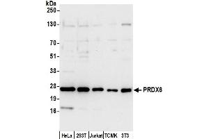 Western Blotting (WB) image for anti-Peroxiredoxin 6 (PRDX6) (AA 1-50) antibody (ABIN7450599)