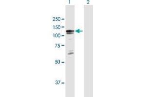 Western Blot analysis of BCOR expression in transfected 293T cell line by BCOR MaxPab polyclonal antibody. (BCOR Antikörper  (AA 1-1004))