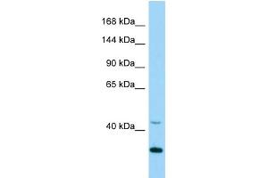 WB Suggested Anti-Cdk5 Antibody Titration: 1. (CDK5 Antikörper  (Middle Region))