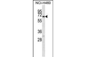 Western blot analysis in NCI-H460 cell line lysates (35ug/lane). (GABRA4 Antikörper  (AA 333-361))