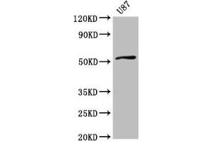 Western Blot Positive WB detected in: U87 whole cell lysate All lanes: SLC22A17 antibody at 4 μg/mL Secondary Goat polyclonal to rabbit IgG at 1/50000 dilution Predicted band size: 58, 56, 22 kDa Observed band size: 58 kDa (SLC22A17 Antikörper  (AA 1-99))
