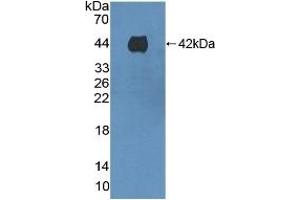 Detection of Recombinant F1+2, Mouse using Polyclonal Antibody to Prothrombin Fragment 1+2 (F1+2) (Prothrombin Fragment 1+2 Antikörper  (AA 44-324))