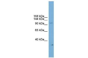 WB Suggested Anti-Npas2 Antibody Titration:  0. (NPAS2 Antikörper  (C-Term))
