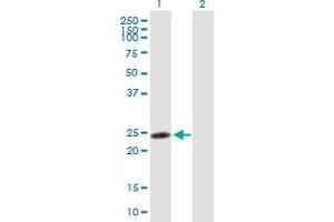 Western Blot analysis of RNF114 expression in transfected 293T cell line by RNF114 MaxPab polyclonal antibody. (RNF114 Antikörper  (AA 1-228))