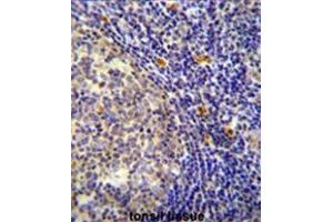 YDJC Antibody (Center) immunohistochemistry analysis in formalin fixed and paraffin embedded human tonsil tissue followed by peroxidase conjugation of the secondary antibody and DAB staining. (YdjC Antikörper  (Middle Region))
