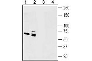 Western blot analysis of human U-87 MG glioblastoma cell line lysates (lanes 1 and 3) and human PANC-1 pancreas ductal adenocarcinoma cell line lysates (lanes 2 and 4): - 1, 2. (Netrin 1 Antikörper  (Secreted))