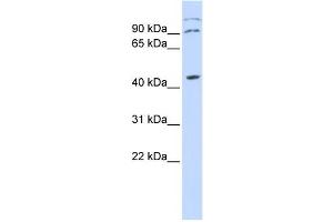 Western Blotting (WB) image for anti-Zinc Finger Protein, X-Linked (ZFX) antibody (ABIN2458029)