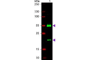 WB - Human IgG (H&L) Antibody 800 Conjugated Western Blot of Goat anti-Human IgG 800 Conjugated Secondary Antibody. (Ziege anti-Human IgG (Heavy & Light Chain) Antikörper (DyLight 800) - Preadsorbed)