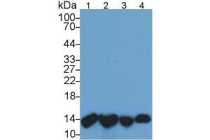 Mouse Capture antibody from the kit in WB with Positive Control: Lane1: Human Urine; Lane2: Human Leukocyte lysate; Lane3: Human A431 cell lysate; Lane4: Human Raji cell lysate.