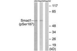 Western blot analysis of extracts from 293 cells and HepG2 cells, using Smad1 (Phospho-Ser187) Antibody.