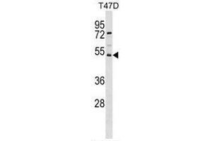 SVOPL Antibody (Center) western blot analysis in T47D cell line lysates (35 µg/lane).