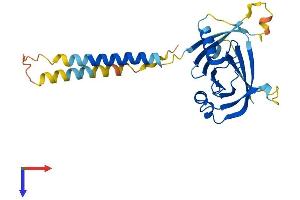 ITM2A Protein (AA 1-263) (His tag)
