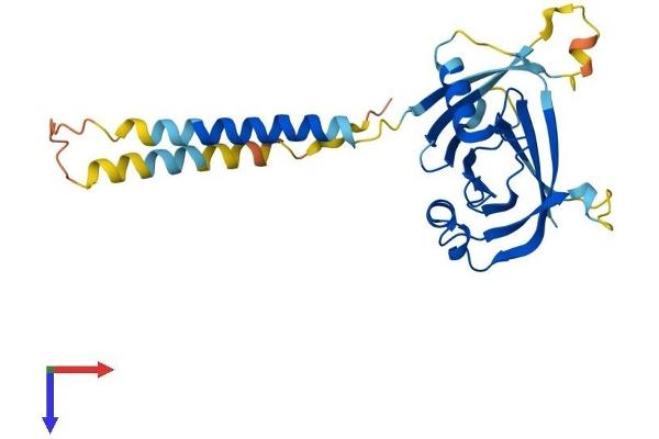 ITM2A Protein (AA 1-263) (His tag)