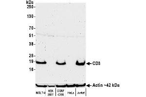 Western Blotting (WB) image for anti-CD3 epsilon (CD3E) antibody (ABIN7449351)